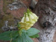 Digitalis lutea lutea