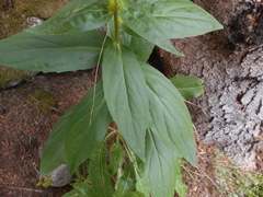 Digitalis lutea lutea