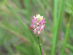 Polygala mariana