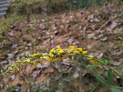 Crotalaria pallida