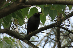 Acridotheres cristatellus