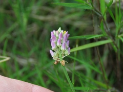 Polygala mariana