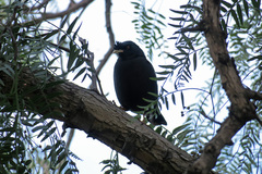 Acridotheres cristatellus