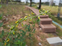Crotalaria pallida
