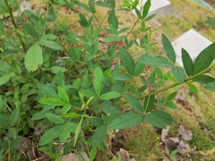 Crotalaria pallida