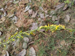 Crotalaria pallida