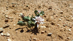Acourtia nana