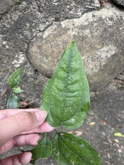 Smilax lanceifolia