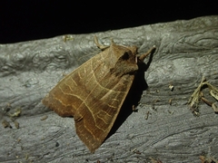 Eupsilia contracta