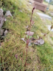 Polygonum jucundum
