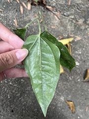 Smilax lanceifolia