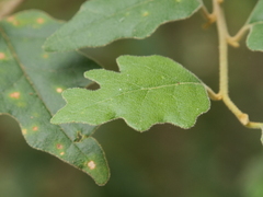 Chorilaena quercifolia