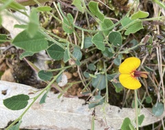 Bossiaea prostrata