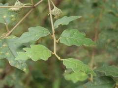 Chorilaena quercifolia