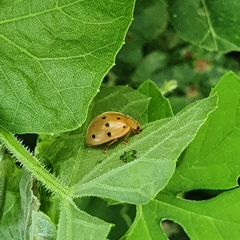 Epilachna tredecimnotata