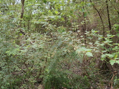 Chorilaena quercifolia