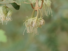 Chorilaena quercifolia