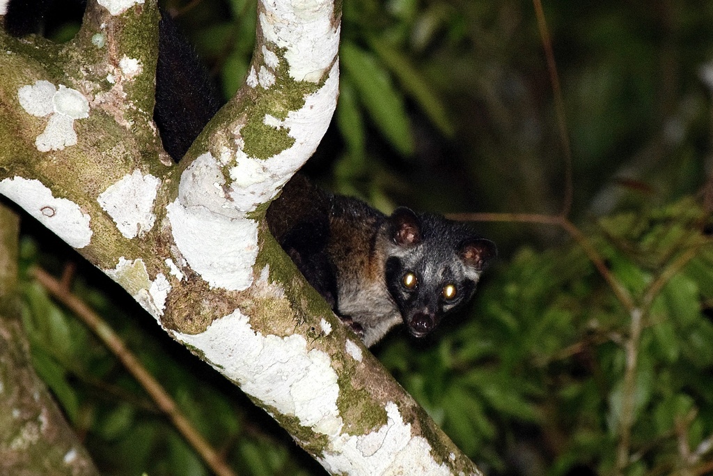 Bornean and Philippine Palm Civet from Borneo, Sandakan, Sabah, MY on ...