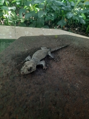 Gekko gecko
