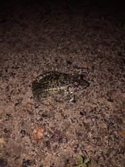 Leptodactylus fuscus