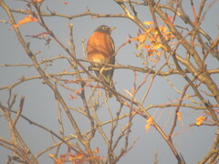 Turdus migratorius