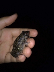 Leptodactylus fuscus