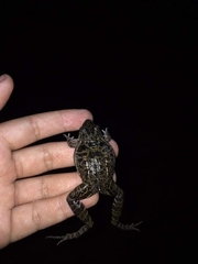 Leptodactylus fuscus