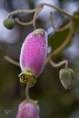 Kohleria affinis