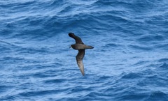 Pterodroma gouldi