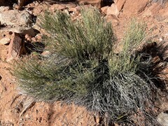 Ephedra torreyana