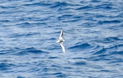 Pterodroma inexpectata