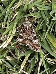 Heliothis