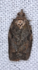 Epiphyas postvittana