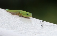 Phelsuma laticauda laticauda