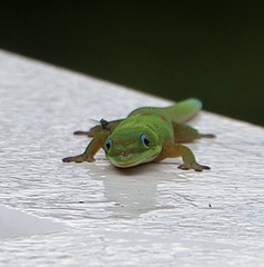 Phelsuma laticauda laticauda