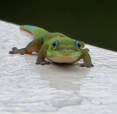 Phelsuma laticauda laticauda