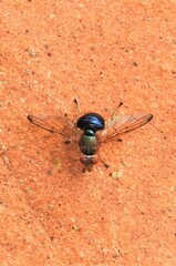Lamprogaster flavipennis