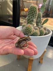 Incilius mazatlanensis
