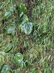 Smilax lanceifolia