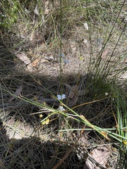 Mitrasacme polymorpha