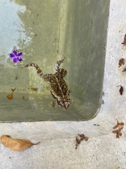 Incilius mazatlanensis