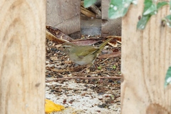 Arremonops rufivirgatus