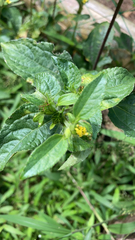 Synedrella nodiflora