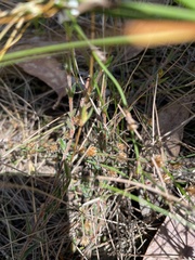 Mitrasacme polymorpha