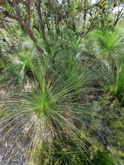 Xanthorrhoea johnsonii