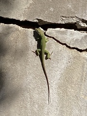 Anolis carolinensis