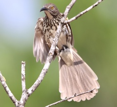 Toxostoma longirostre