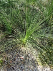 Xanthorrhoea johnsonii
