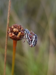 Aoplocnemis rufipes