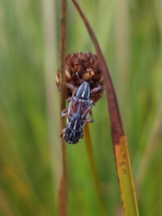 Aoplocnemis rufipes